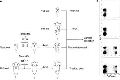 A Genetic Model Reveals Biological Features of Neonatal CD4 Helper Cells Undergone Homeostasis in Mice